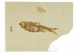 Detailed Fossil Fish (Knightia) - Wyoming #331073-1